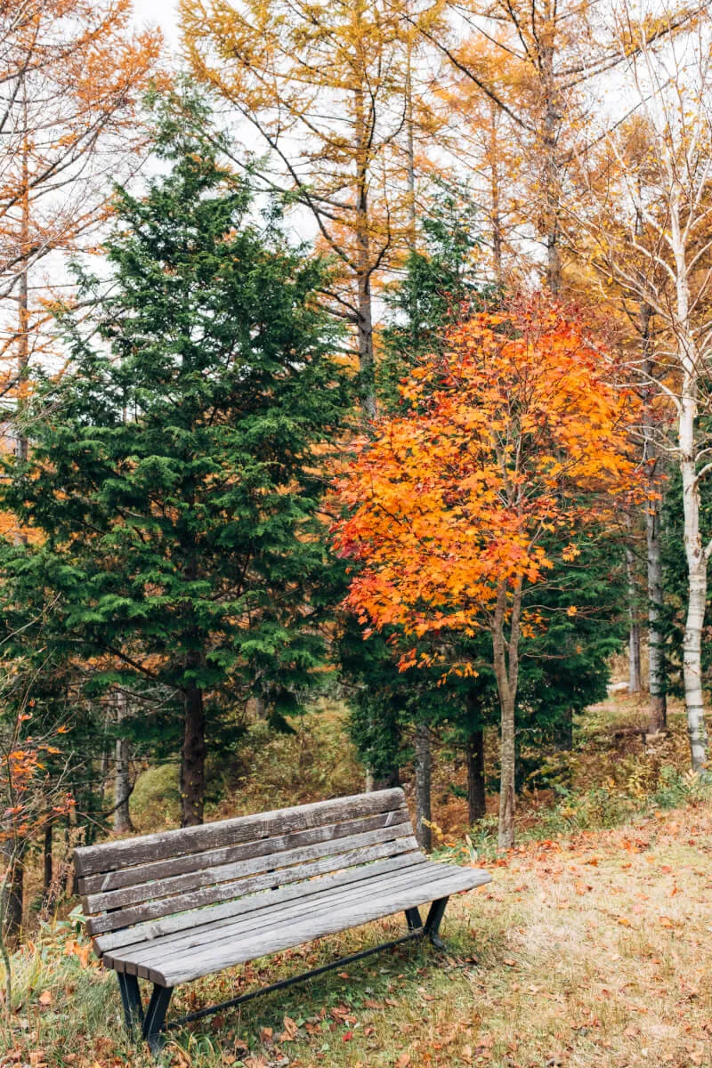 ヘブンスそのはらのいわなの森の休憩所