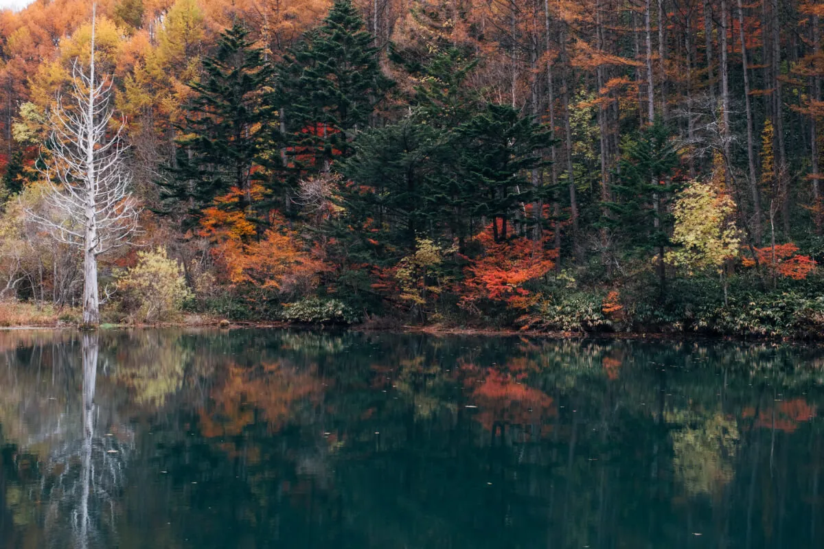 池にうつる紅葉した木々