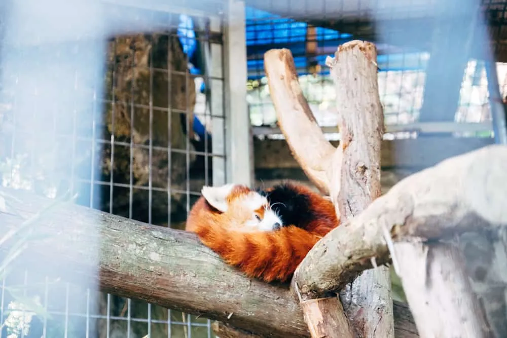 熱川バナナワニ園のニシレッサーパンダ