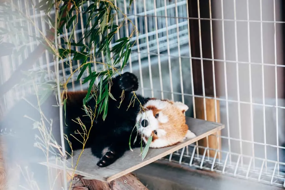 熱川バナナワニ園のニシレッサーパンダ