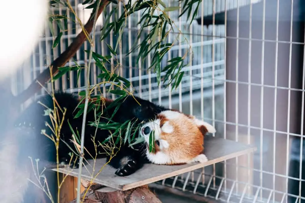 熱川バナナワニ園のニシレッサーパンダ