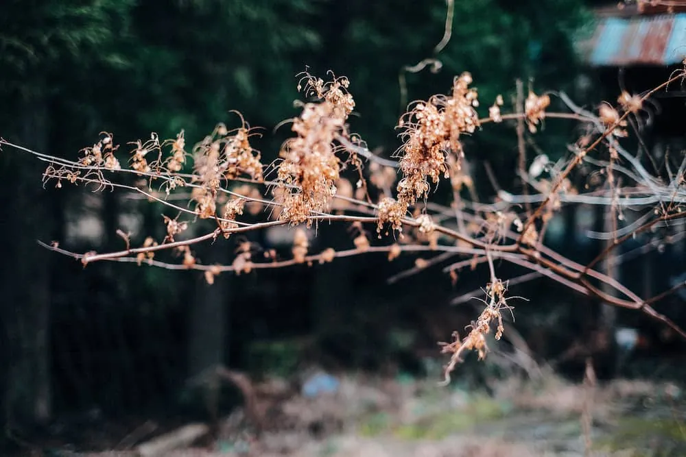 よくわからない木