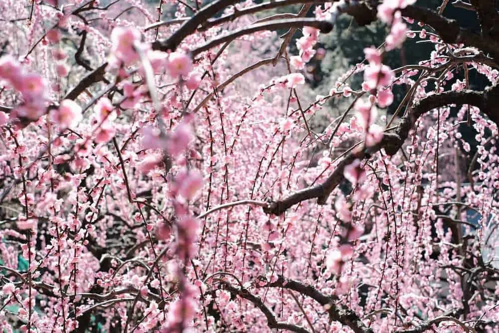 [2019年]犬山市大縣神社の梅園は見頃だった