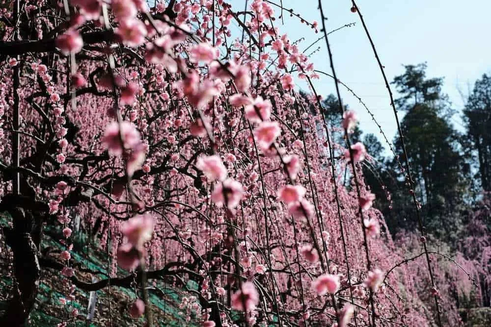 [2019年]犬山市大縣神社の梅園は見頃だった