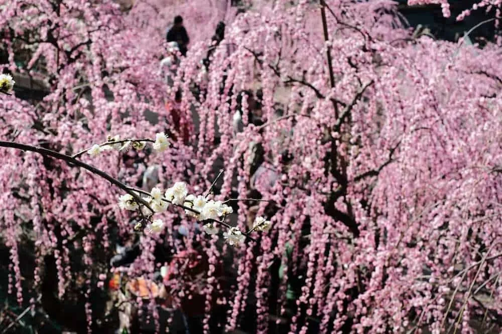 [2019年]犬山市大縣神社の梅園は見頃だった