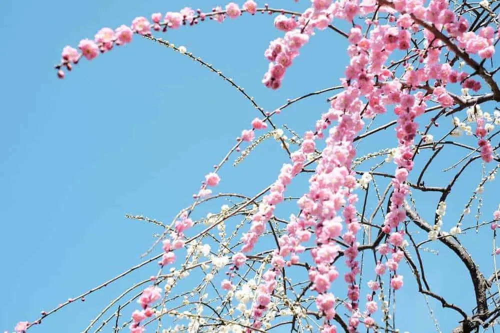 [2019年]犬山市大縣神社の梅園は見頃だった