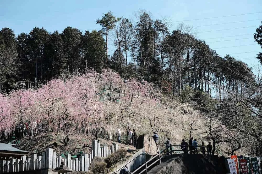 大縣神社梅園