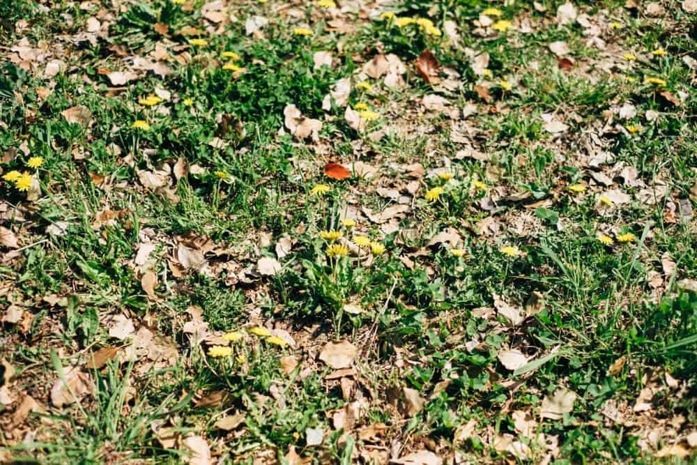 【名古屋・桜】庄内緑地公園でお花見してきた