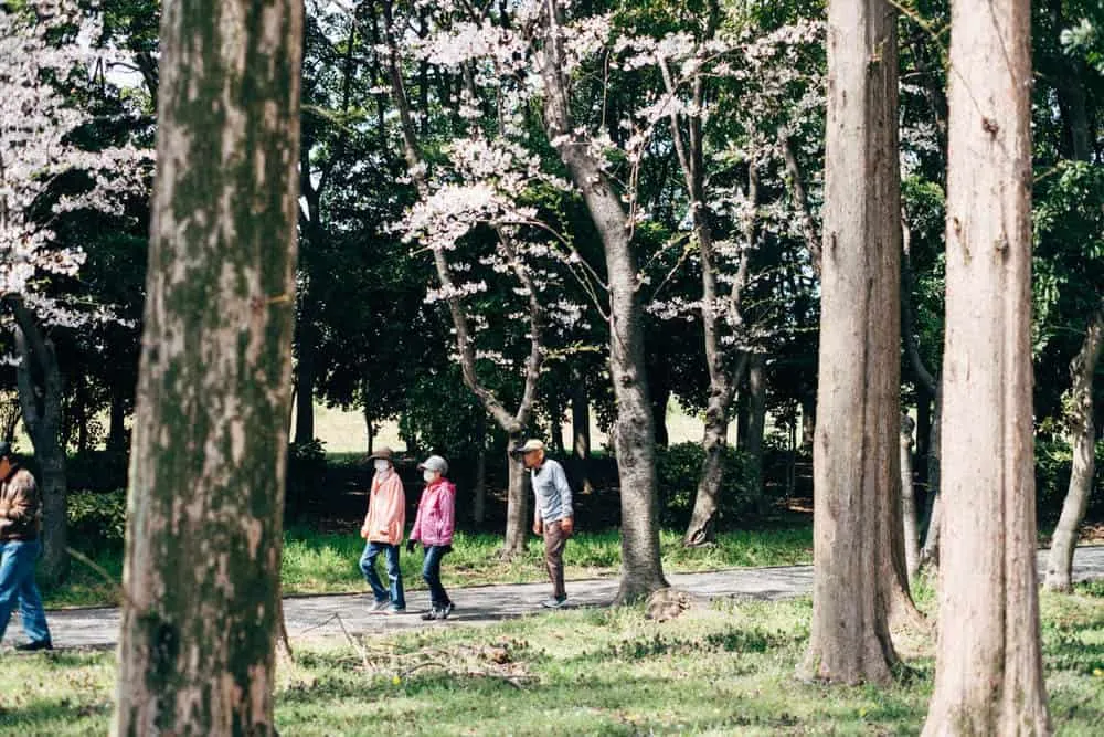 【名古屋・桜】庄内緑地公園でお花見してきた