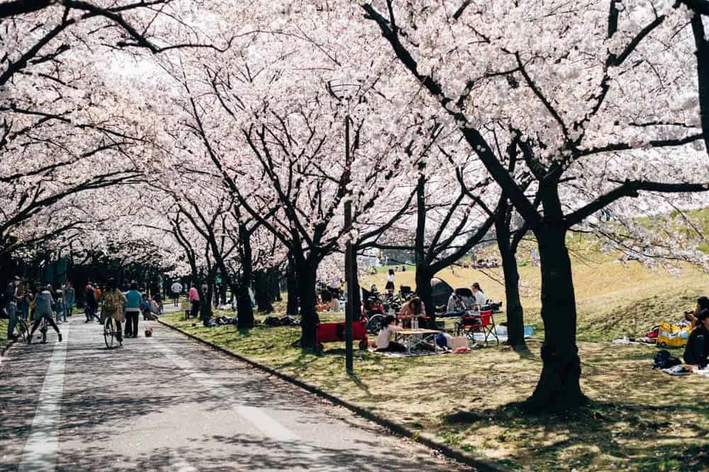 【名古屋・桜】庄内緑地公園でお花見してきた