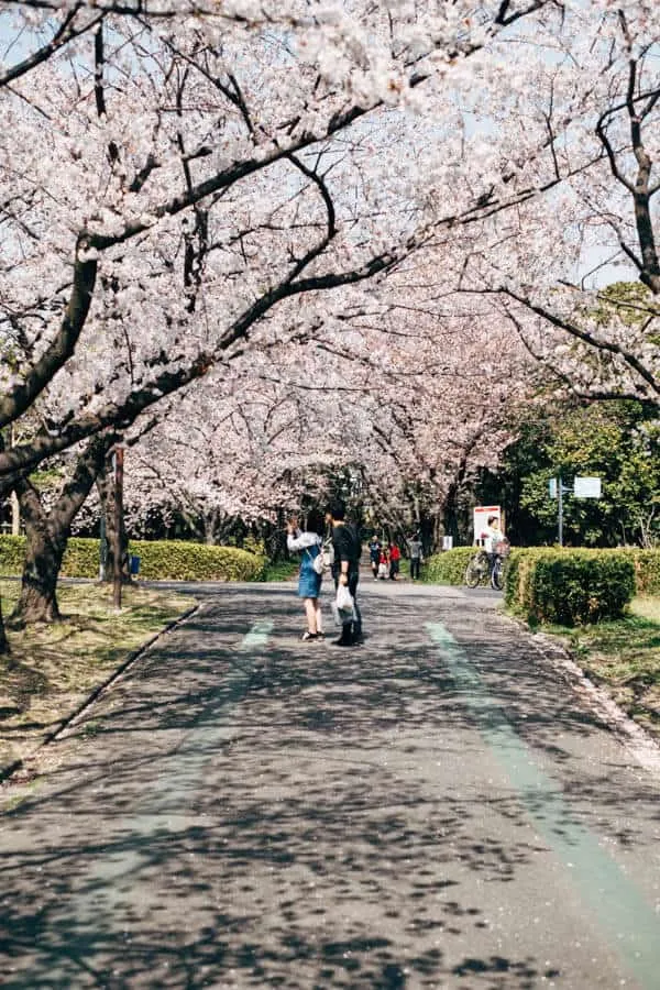 【名古屋・桜】庄内緑地公園でお花見してきた