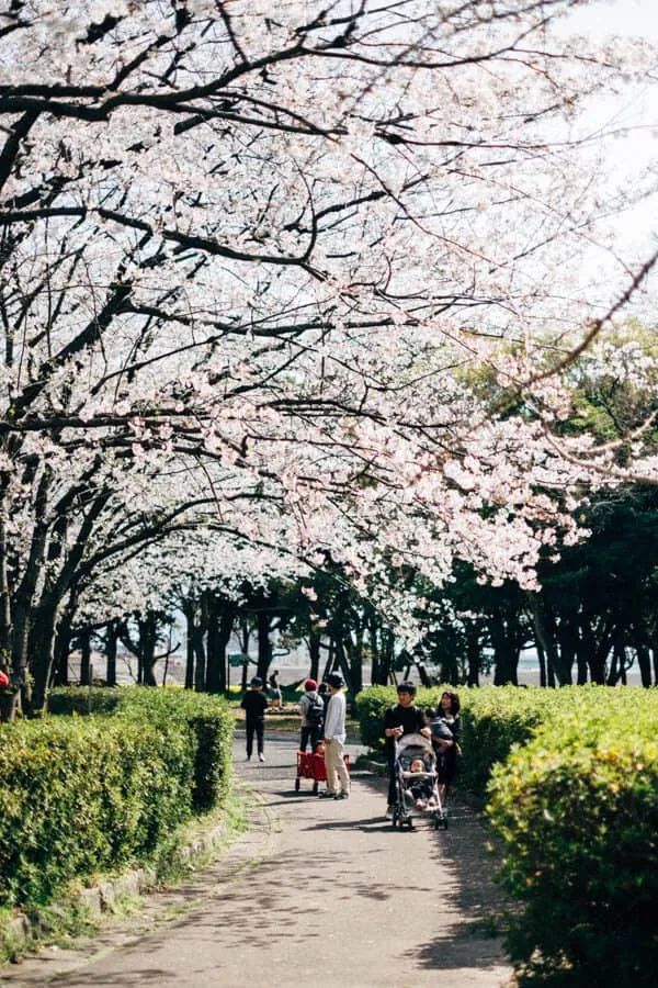 【名古屋・桜】庄内緑地公園でお花見してきた