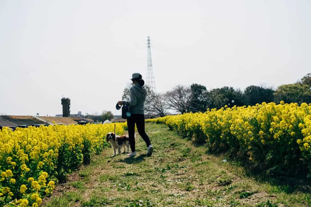 【名古屋・桜】庄内緑地公園でお花見してきた
