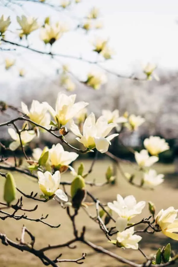 【名古屋・桜】庄内緑地公園でお花見してきた