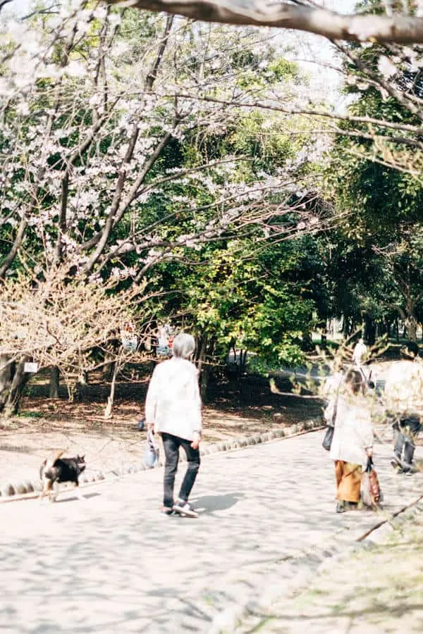 【名古屋・桜】庄内緑地公園でお花見してきた