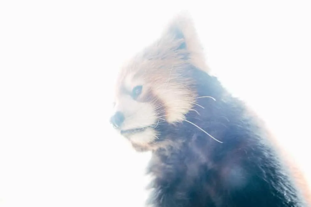 【富士フイルムX-T2】GWお出かけ那須旅行ダイジェスト