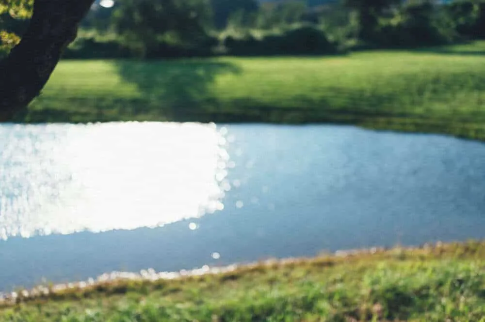 Nikon Z 6+NIKKOR Z 35mmで撮る犬山桃太郎神社と彼岸花