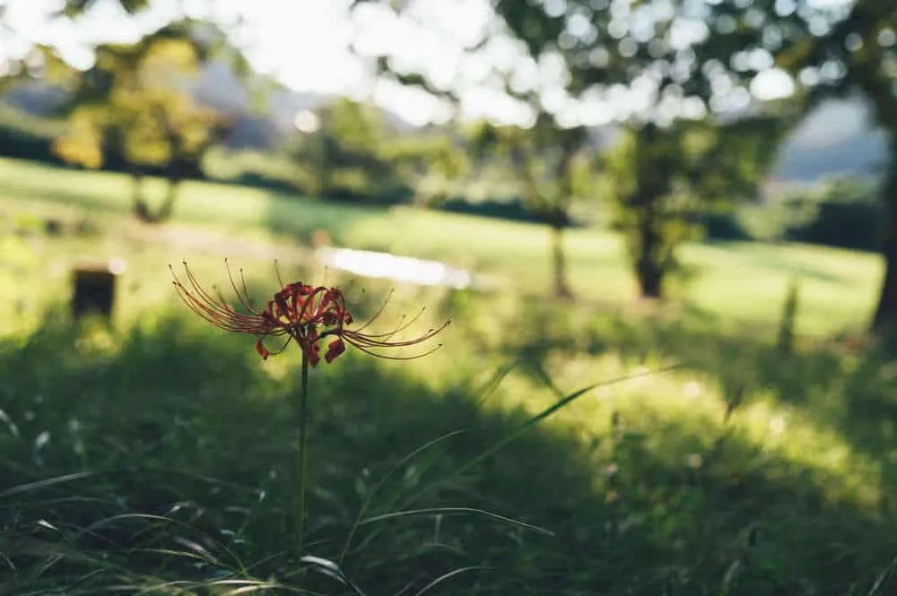 Nikon Z 6+NIKKOR Z 35mmで撮る犬山桃太郎神社と彼岸花