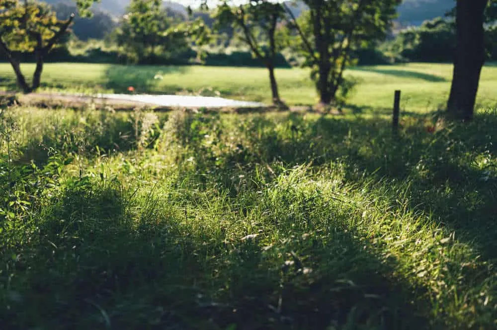 Nikon Z 6+NIKKOR Z 35mmで撮る犬山桃太郎神社と彼岸花