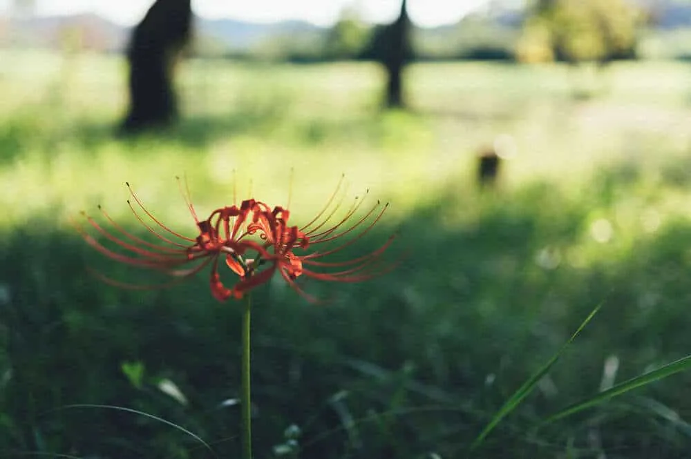 Nikon Z 6+NIKKOR Z 35mmで撮る犬山桃太郎神社と彼岸花