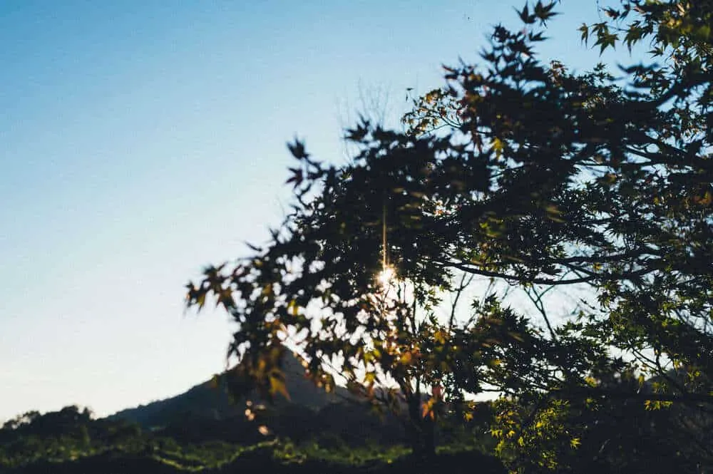 Nikon Z 6+NIKKOR Z 35mmで撮る犬山桃太郎神社と彼岸花