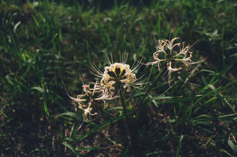 Nikon Z 6+NIKKOR Z 35mmで撮る犬山桃太郎神社と彼岸花