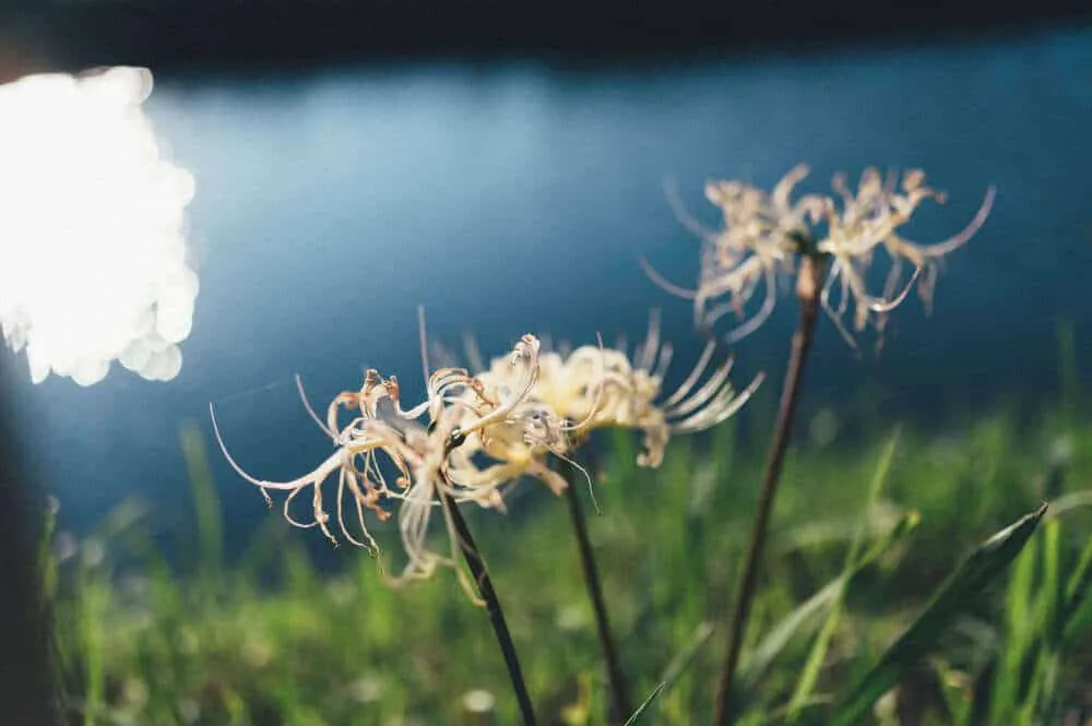 Nikon Z 6+NIKKOR Z 35mmで撮る犬山桃太郎神社と彼岸花