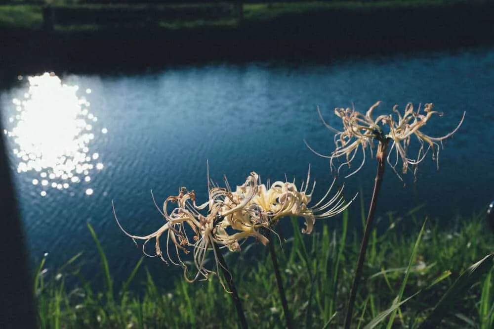 Nikon Z 6+NIKKOR Z 35mmで撮る犬山桃太郎神社と彼岸花