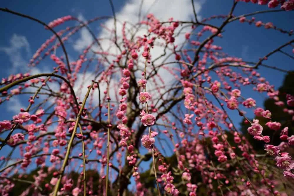 【NikonD750,Planar,Distagon作例】犬山市大縣神社(姫の宮)の梅園が見頃でした