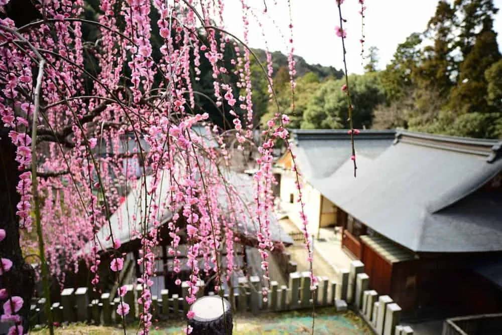 【NikonD750,Planar,Distagon作例】犬山市大縣神社(姫の宮)の梅園が見頃でした