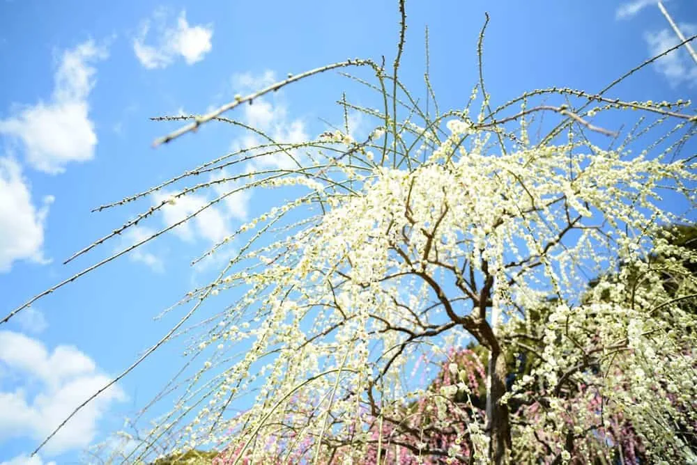 【NikonD750,Planar,Distagon作例】犬山市大縣神社(姫の宮)の梅園が見頃でした