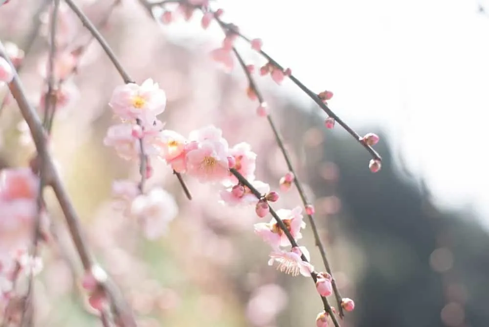 【NikonD750,Planar,Distagon作例】犬山市大縣神社(姫の宮)の梅園が見頃でした