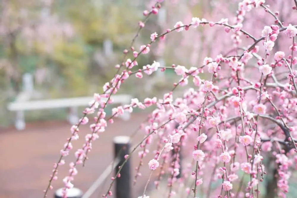 【NikonD750,Planar,Distagon作例】犬山市大縣神社(姫の宮)の梅園が見頃でした