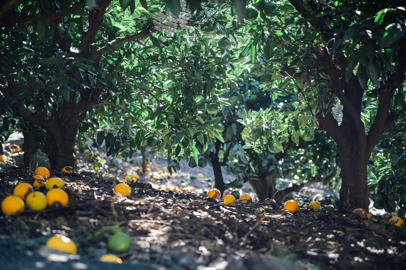 瀬戸内海、愛媛県の興居島に2泊3日旅行してきた。