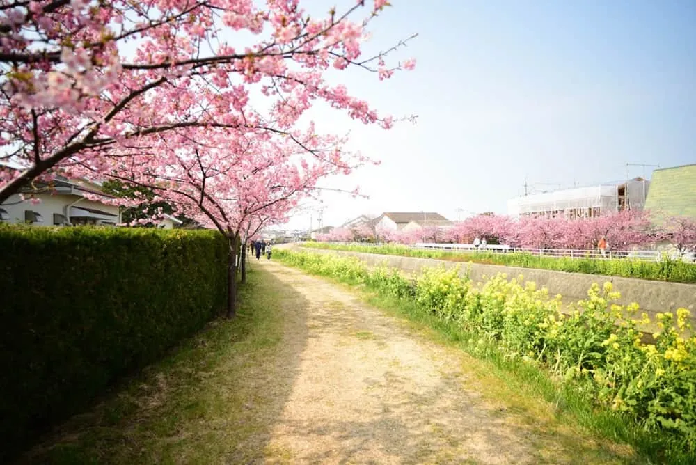 田原市の「免々田川菜の花・桜まつり」を撮影してきました。