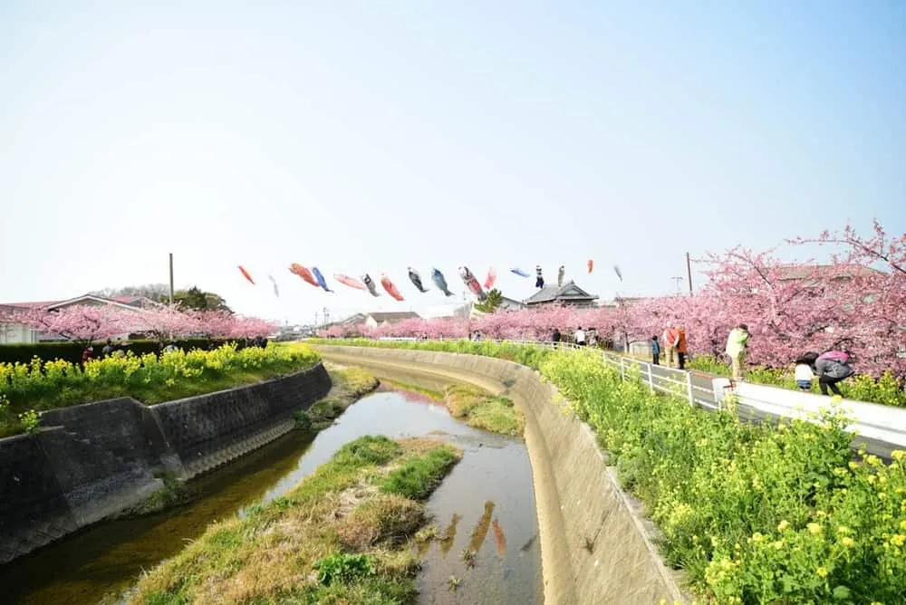 田原市の「免々田川菜の花・桜まつり」を撮影してきました。