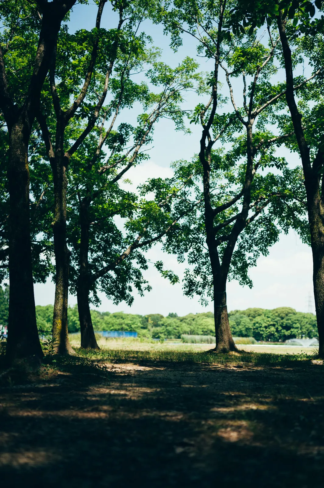 庄内緑地公園でピクニックしてきた