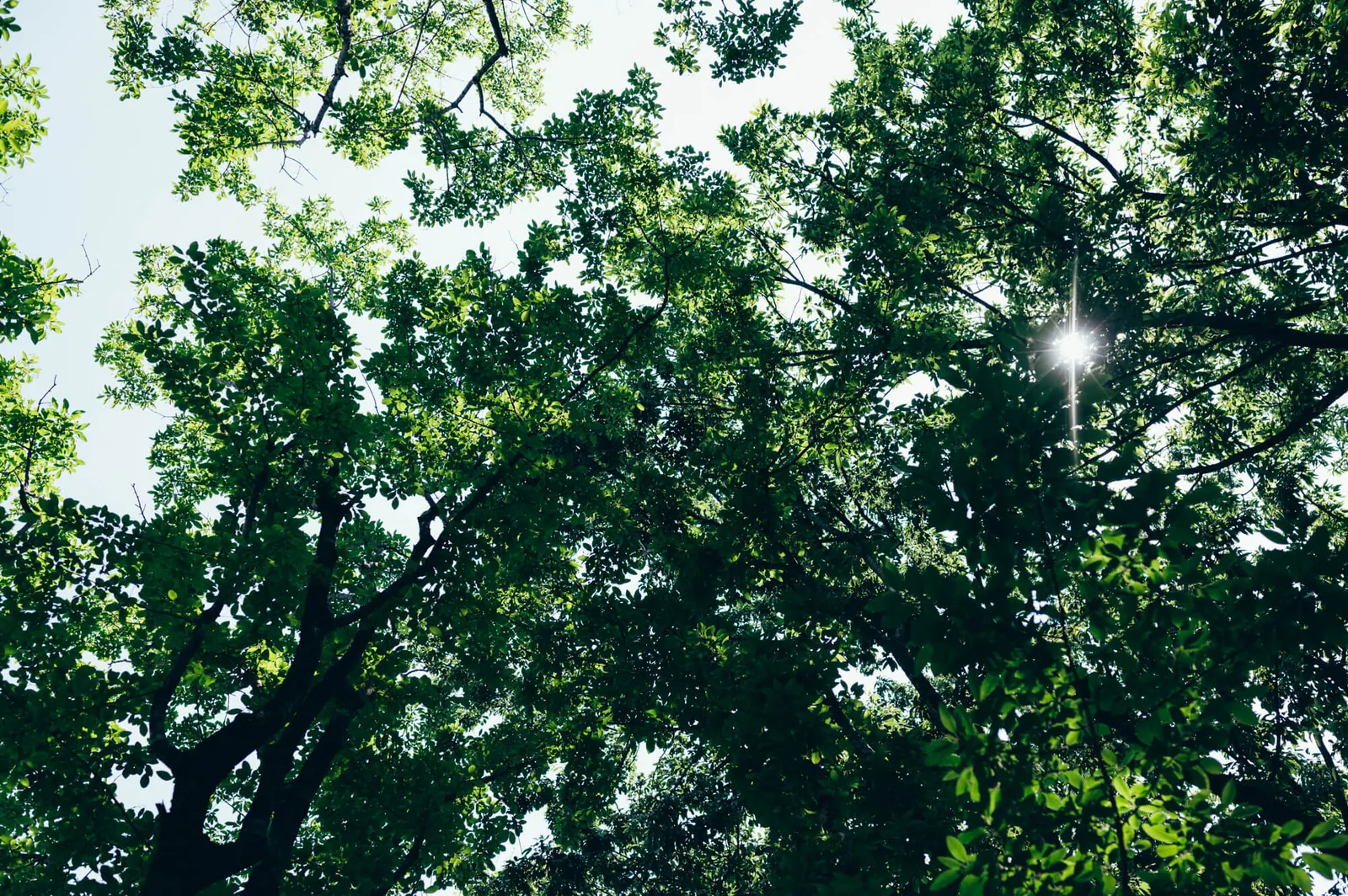 庄内緑地公園でピクニックしてきた