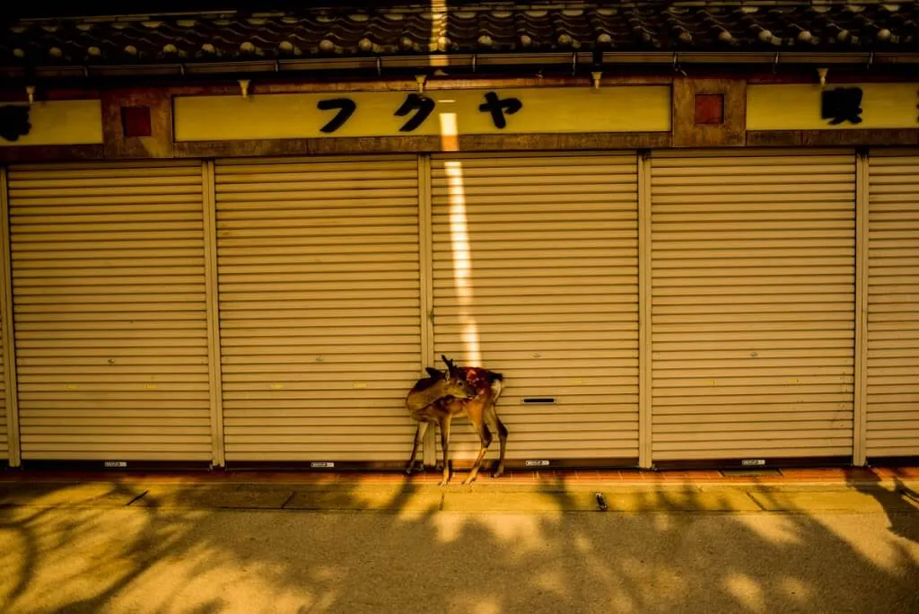 フクヤの前の鹿