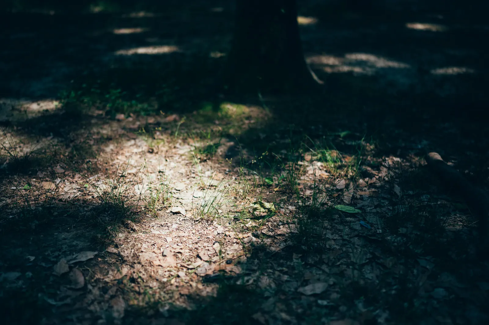 庄内緑地公園でピクニックしてきた