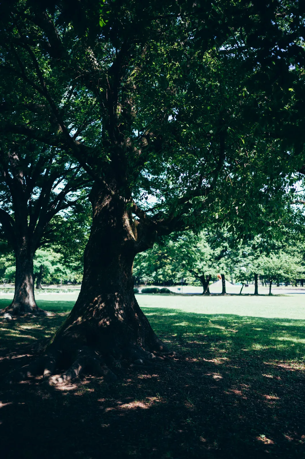 庄内緑地公園でピクニックしてきた