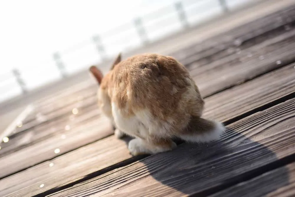 うさぎの後ろ姿