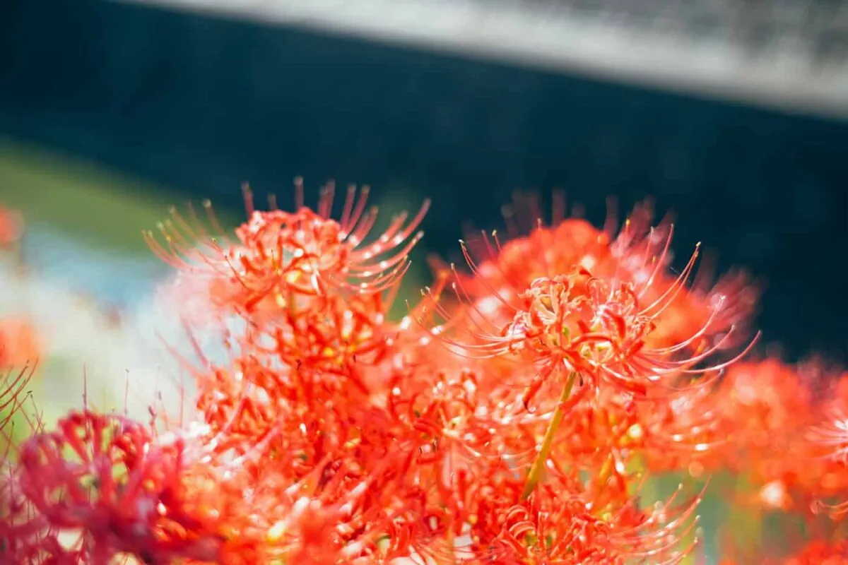 半田市矢勝川で彼岸花を楽しんできた日