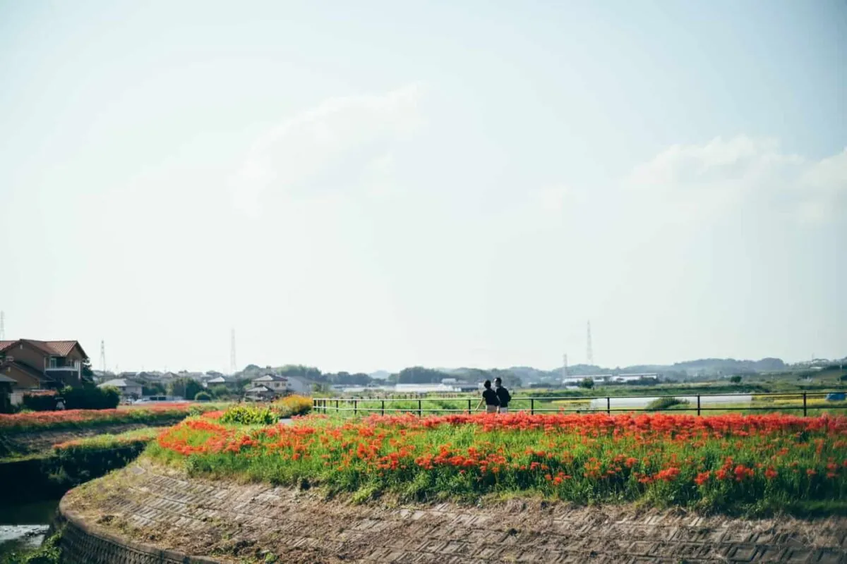 半田市矢勝川で彼岸花を楽しんできた日