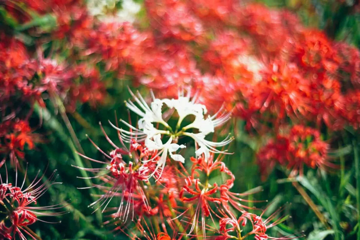 半田市矢勝川で彼岸花を楽しんできた日