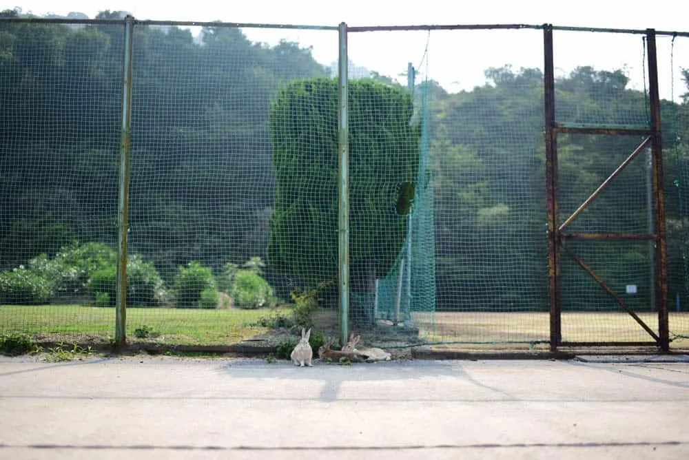 【NikonD750作例】「うさぎ島」大久野島へ行ってきました(竹原・尾道も)