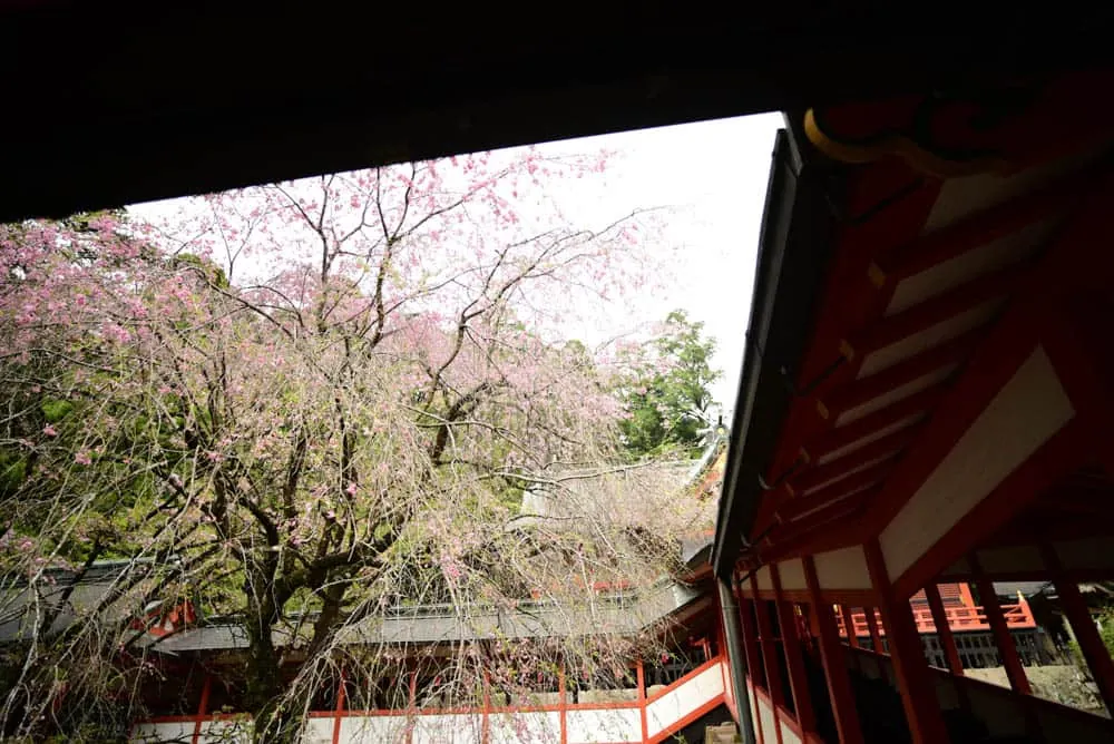 【作例】Nikon D750とDistagon、Planarで鹿児島旅行に行きました。