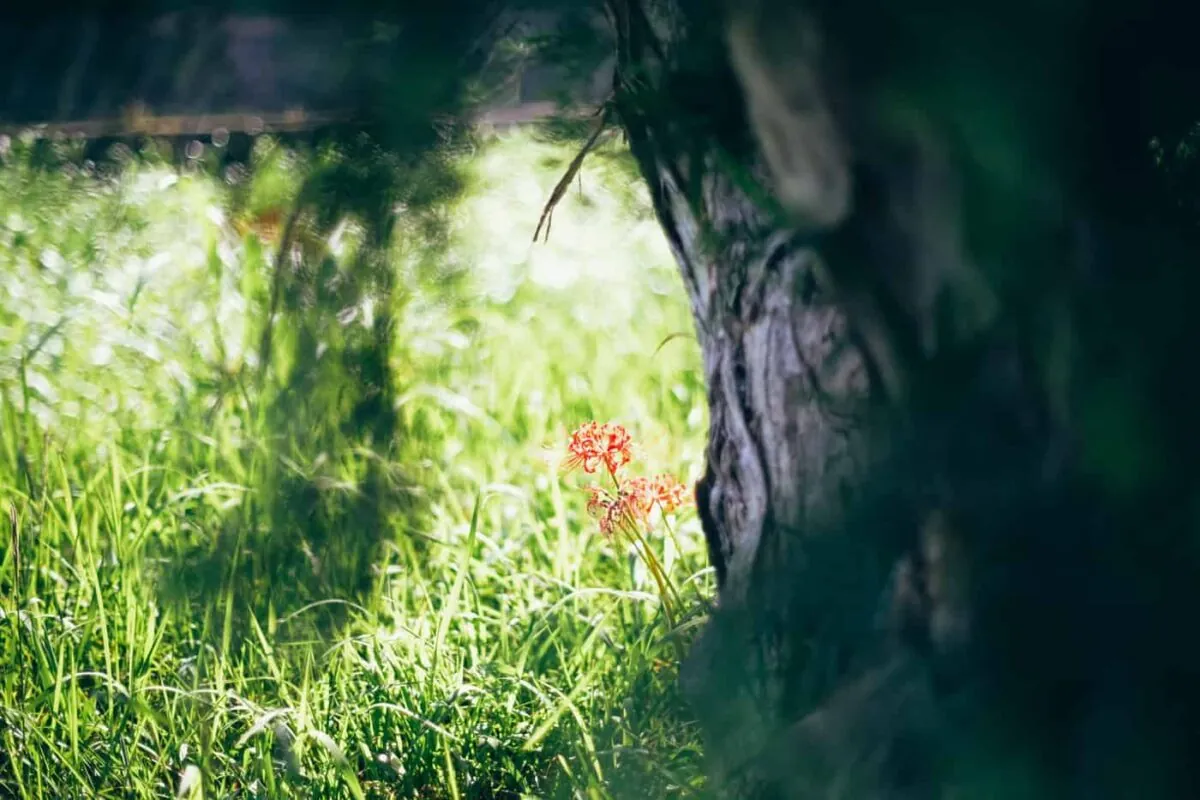 半田市矢勝川で彼岸花を楽しんできた日