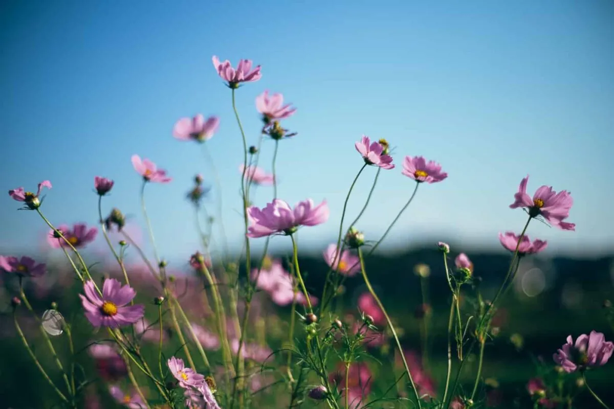 半田市矢勝川で彼岸花を楽しんできた日