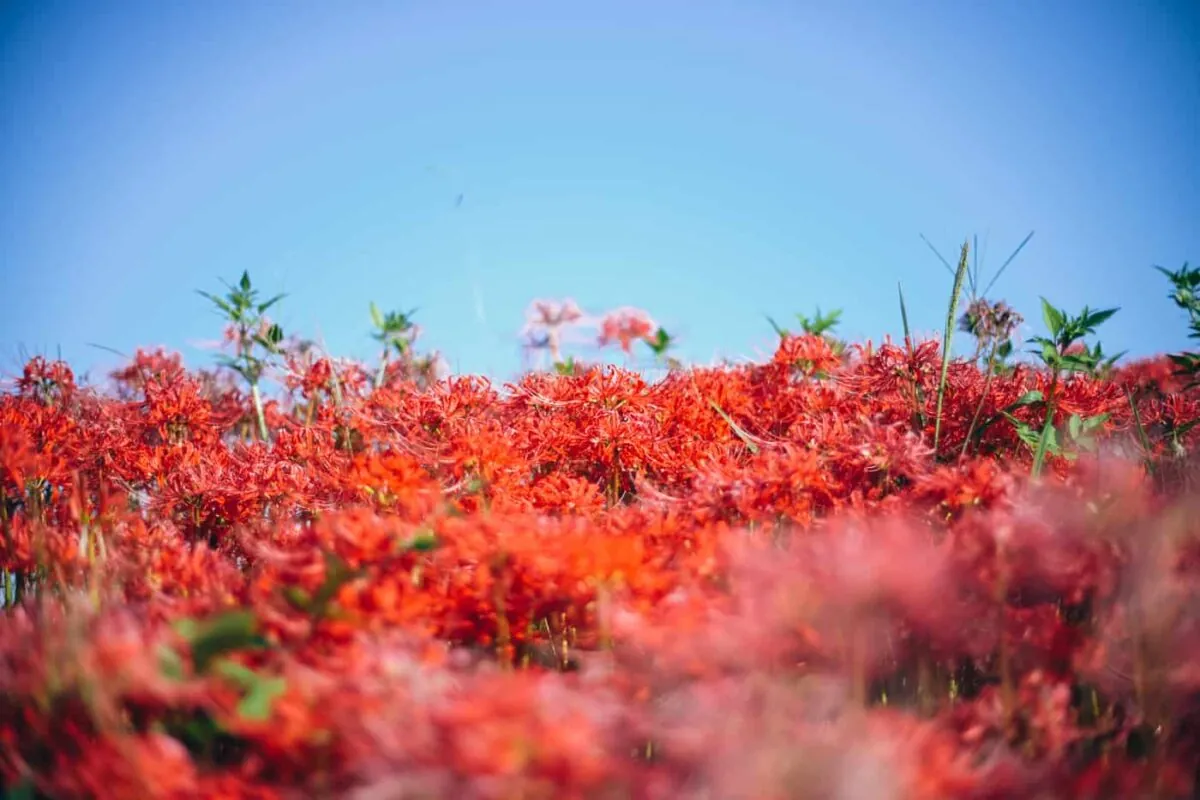 半田市矢勝川で彼岸花を楽しんできた日